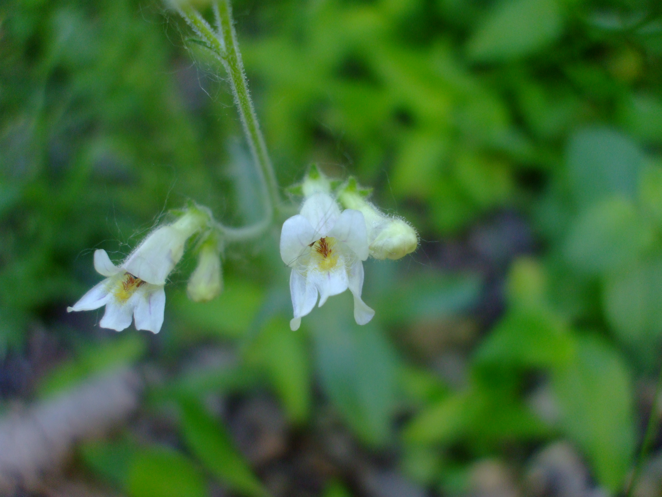 Penstemon pallidus